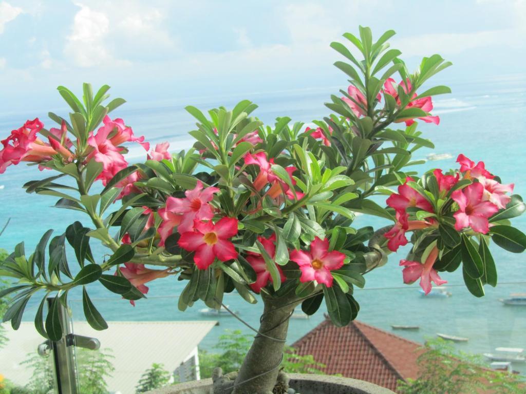 Lembongan Harmony Villas Kamer foto